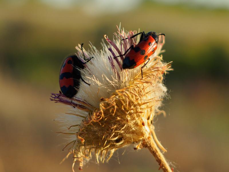 P6140093-Edit.jpg