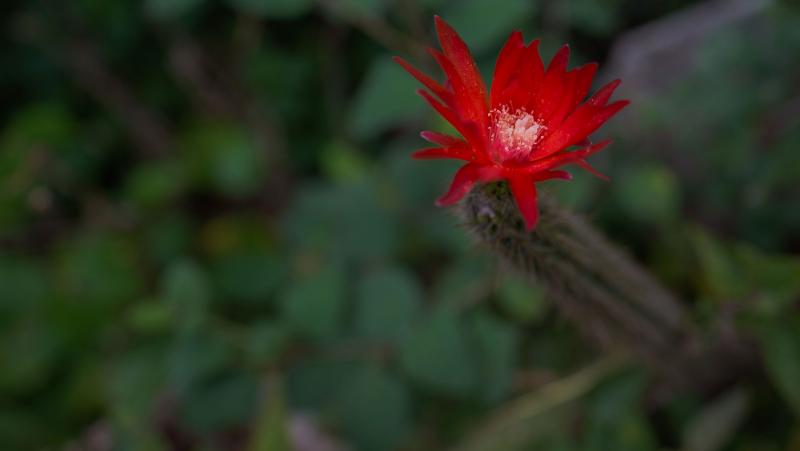 DSC_1205.jpg
