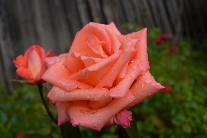 DSC_1925.JPG