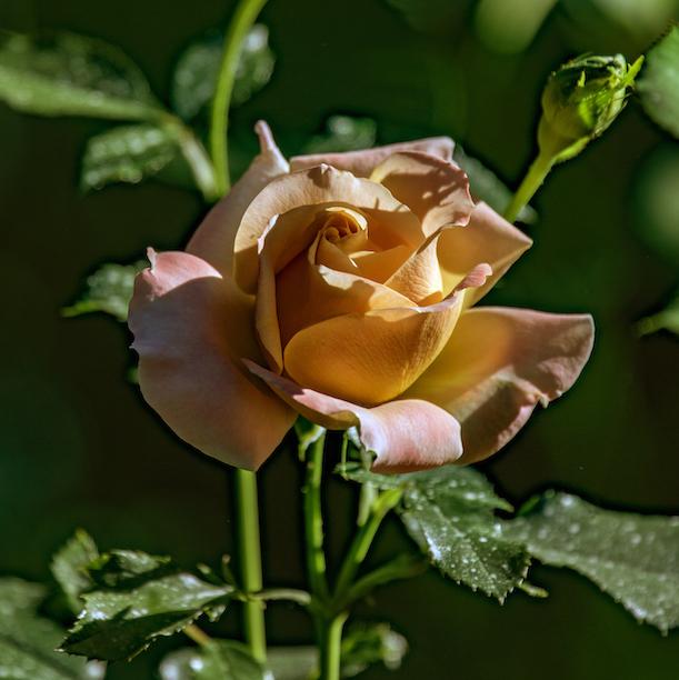 DSC_9034 2.JPG