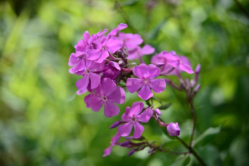 DSC_2156.JPG