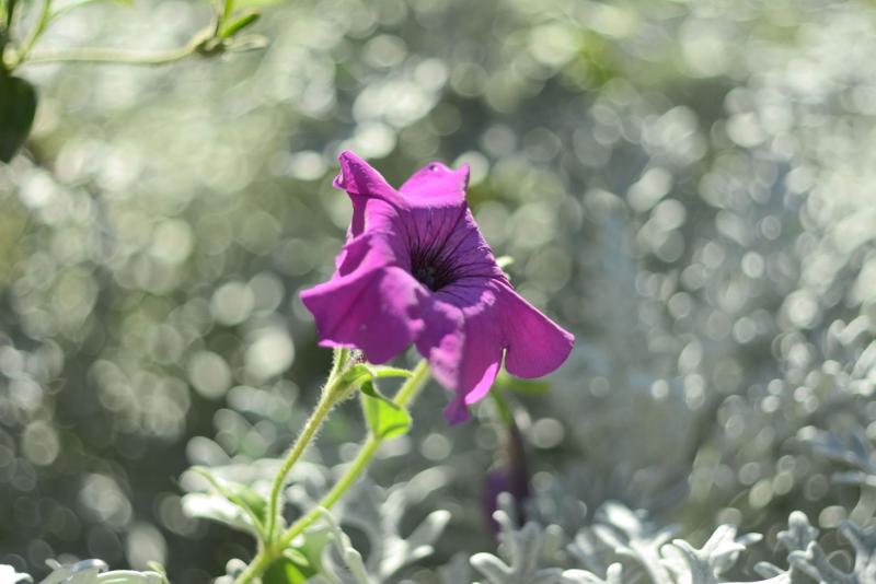 DSC_2094.JPG