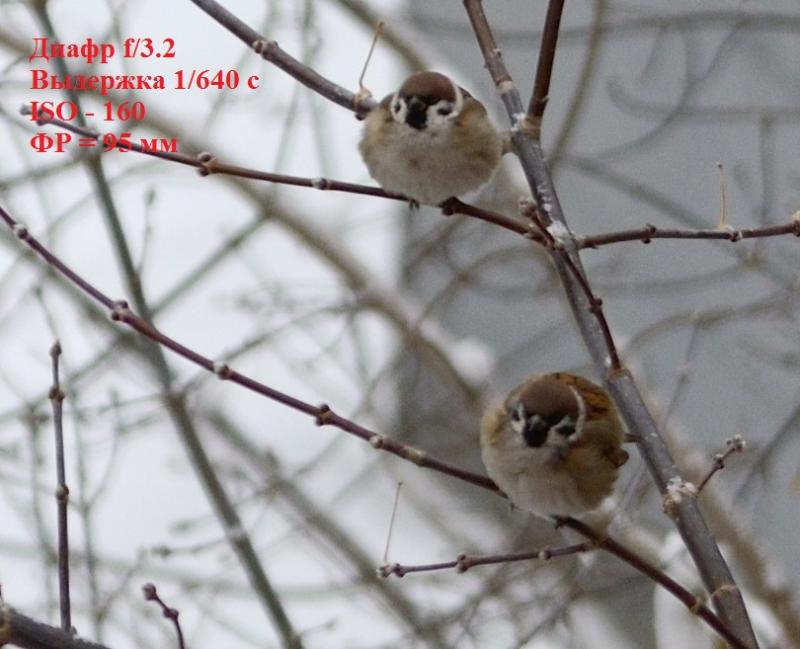 DSC_1359_кроп.jpg