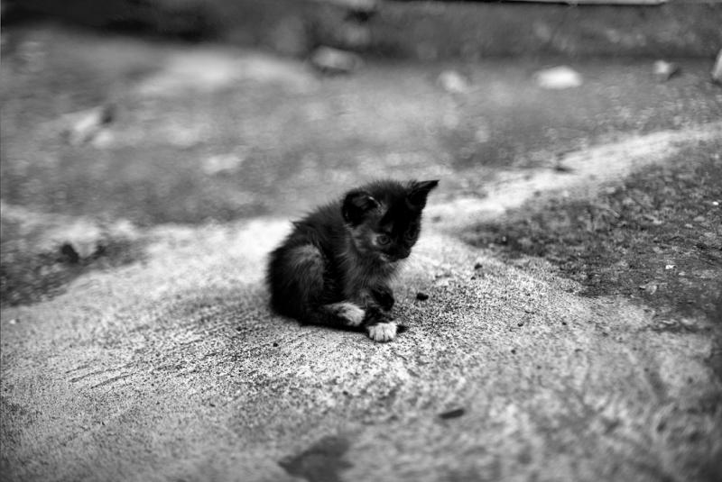 fluffy ball.jpg