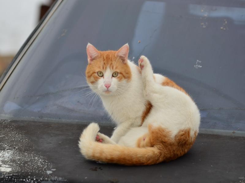 DSC_3309-1.jpg