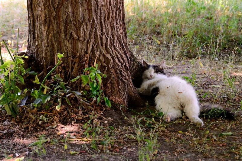 2016-07-18_109 Ой, развязло меня... (КН, юмор).jpg