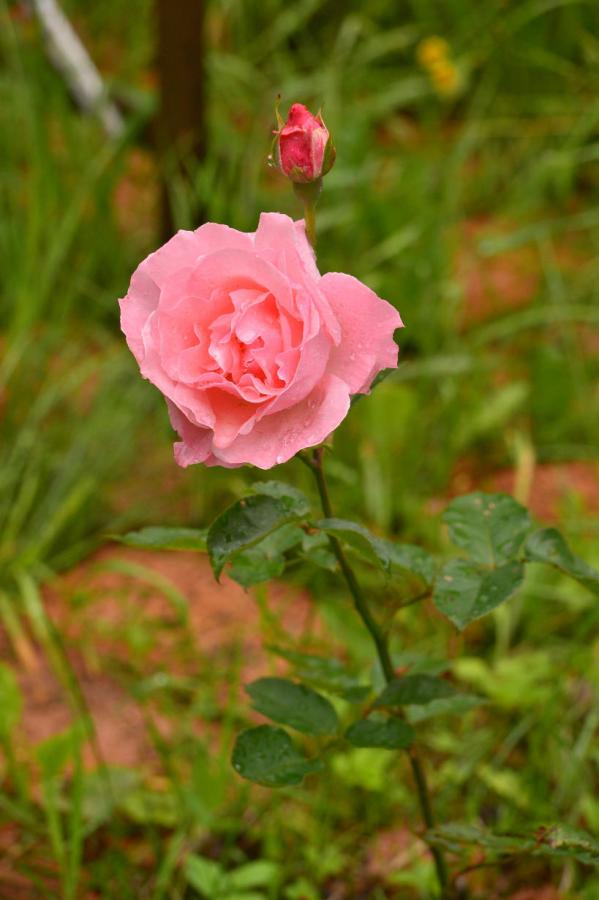 DFE_6069.JPG