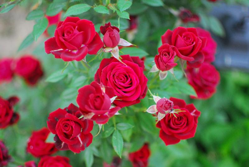 DSC_8977.jpg