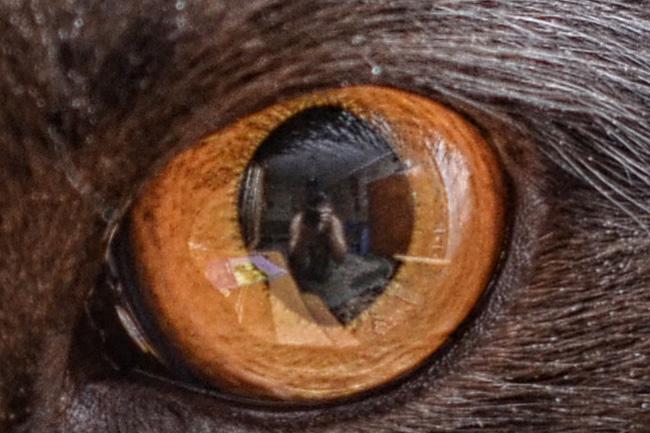 0_3d3911_ee65e040_orig_CAT_eyes.jpg