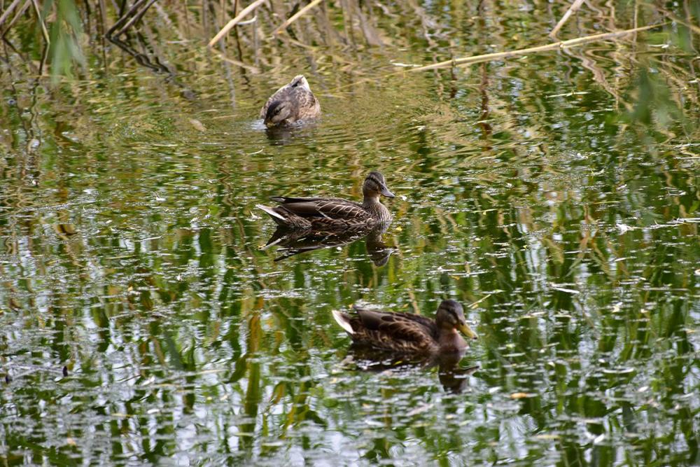 DSC_0327_small.jpg