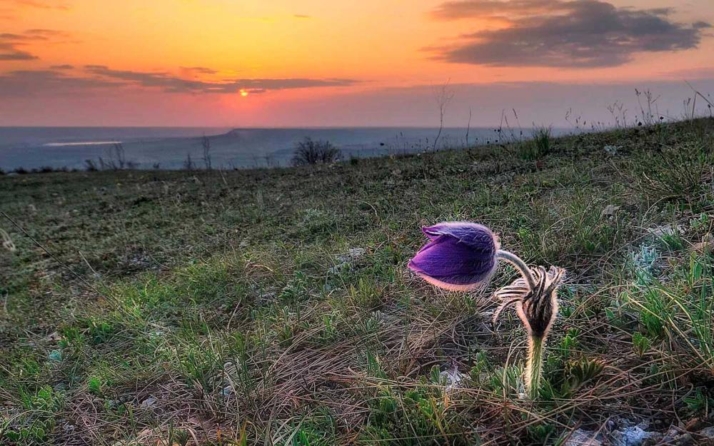 Сон-трава_1_1.jpg