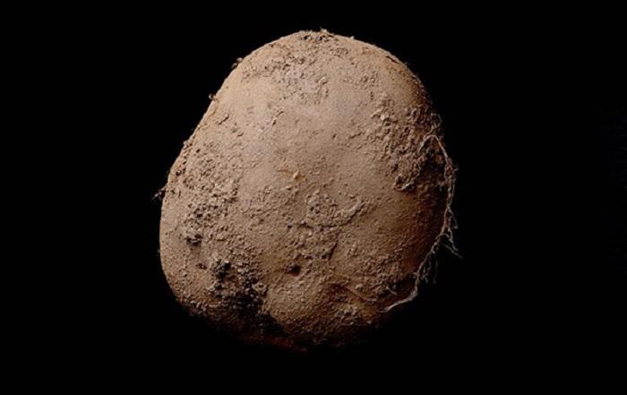 photo_potatoes_01.jpg
