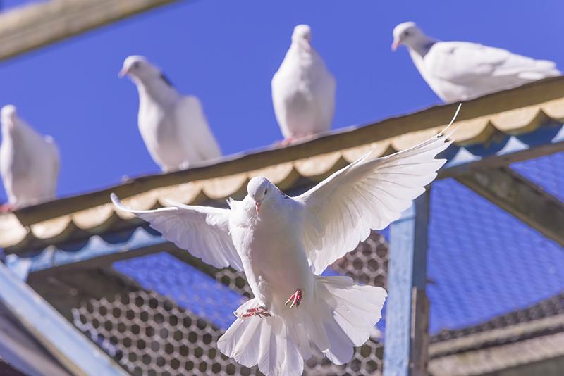 DSC_5278.jpg
