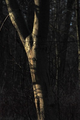 2007Nov20_069_cr.jpg