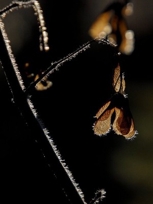 2007Nov24_22_cr.jpg