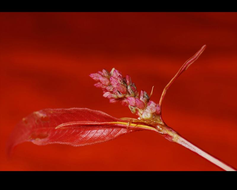 DSC_11281055.jpg