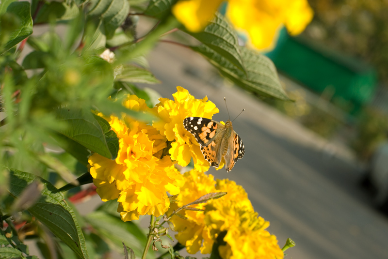 _DSC0440_nikon.jpg