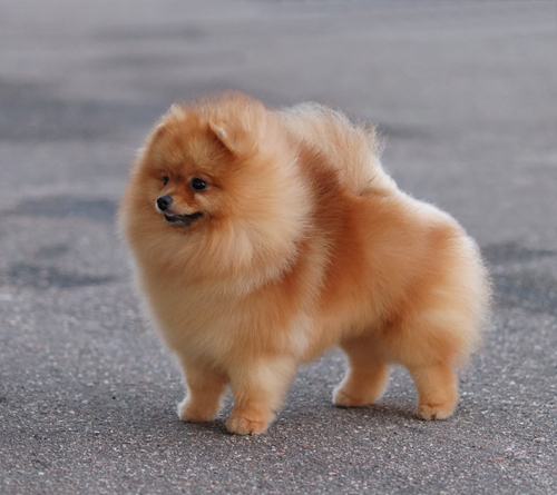 DSC_2934_r2_smol.jpg