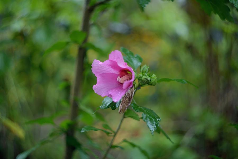 _DSC4250.jpg