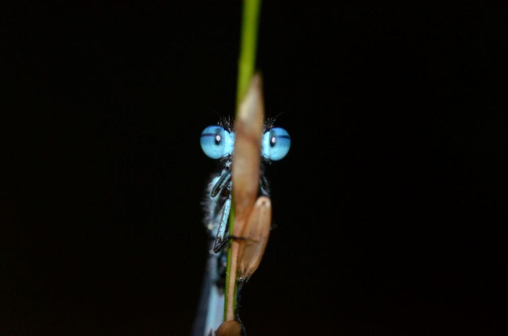 DSC_42501.JPG