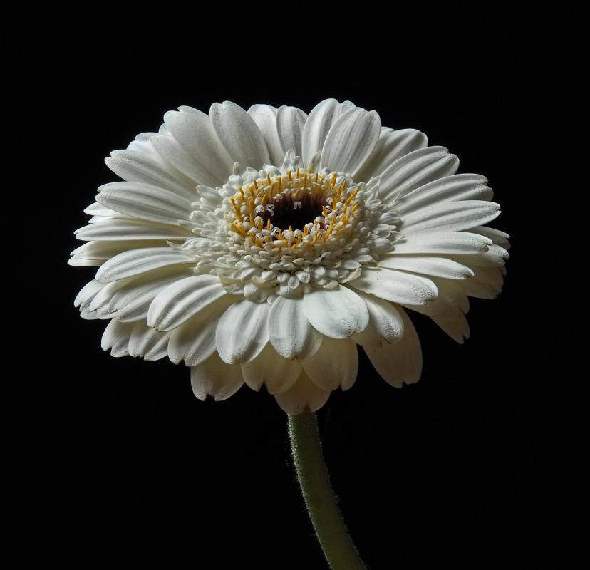 white_gerbera_front.jpg