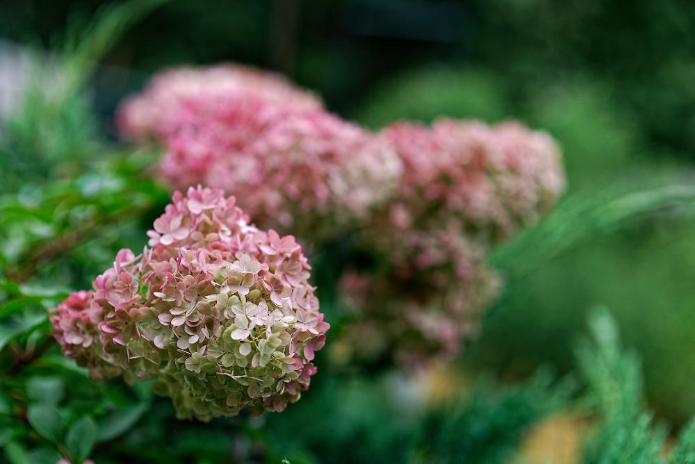 DSC_7849_DxO.jpg