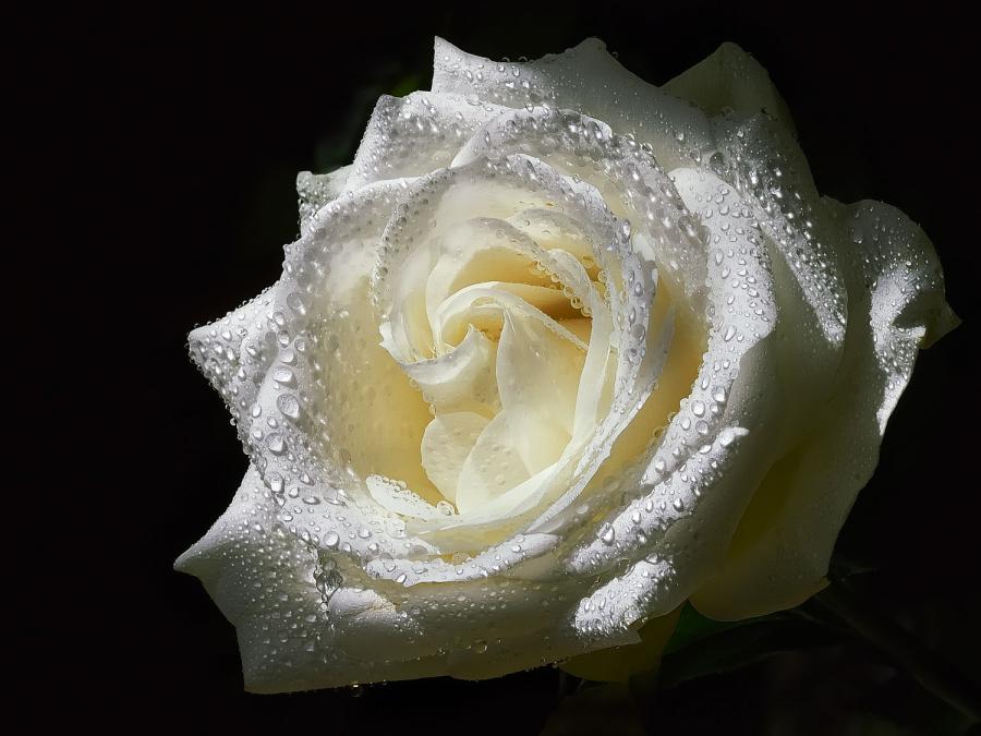 witte_rose.jpg