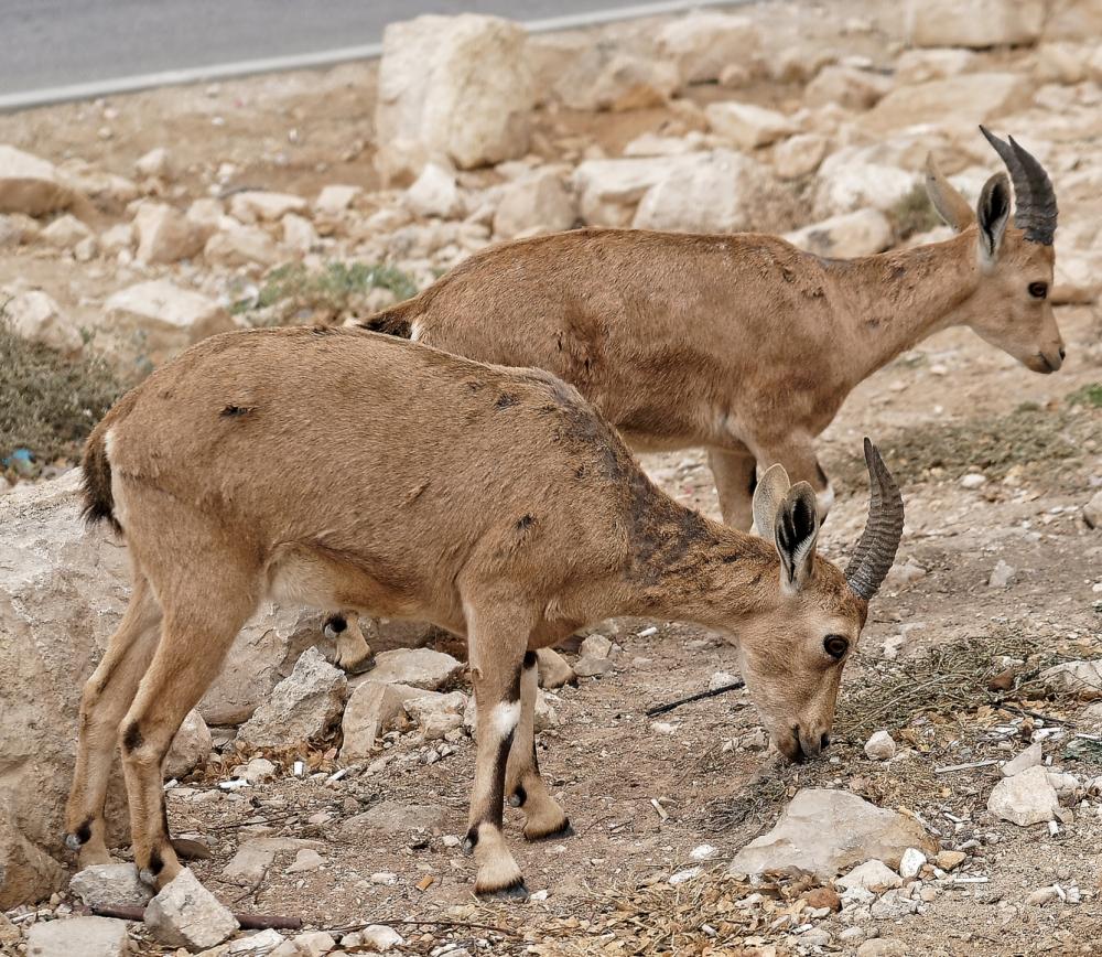 Eilat-2018_13.jpg