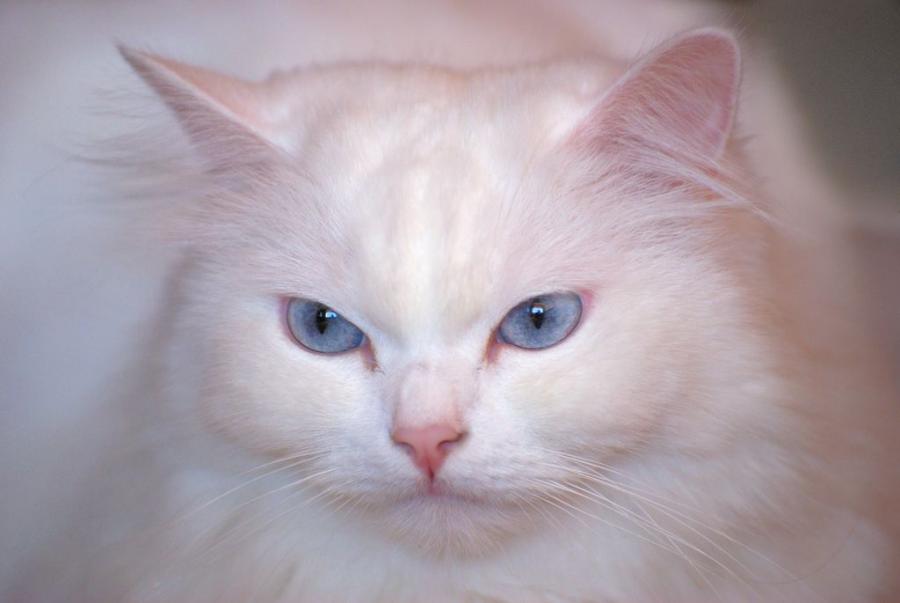 Кошки.jpg