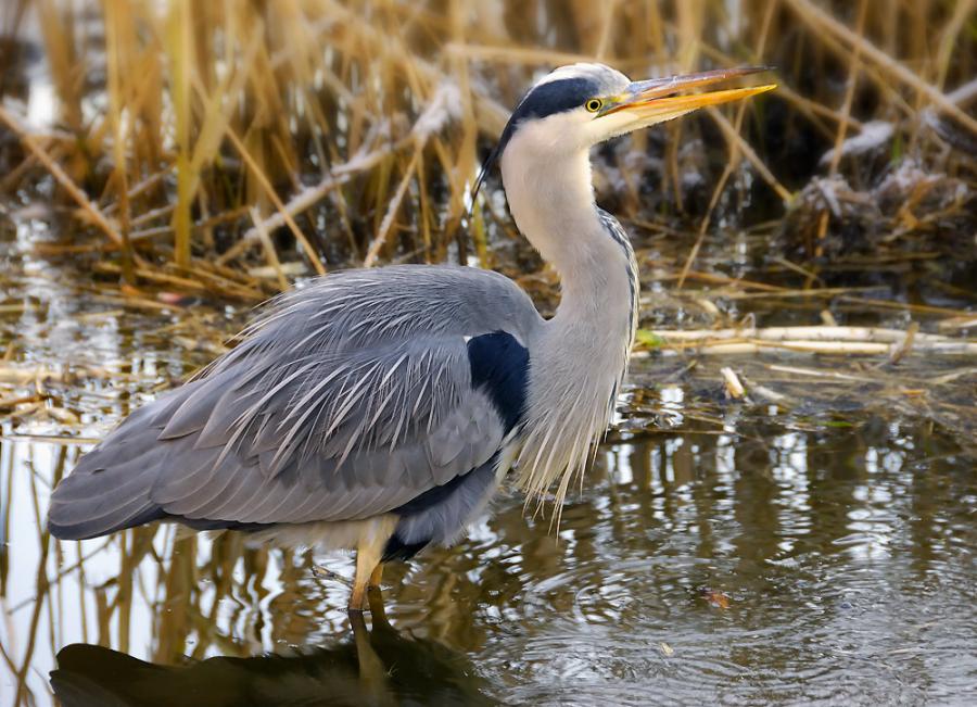 reiger_2.jpg