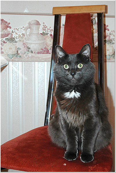 cat_grey2.jpg