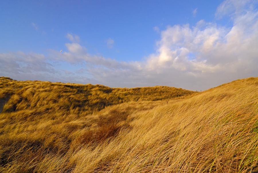 Dunes_in_January.jpg