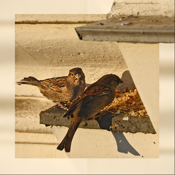 sparrows_1.jpg