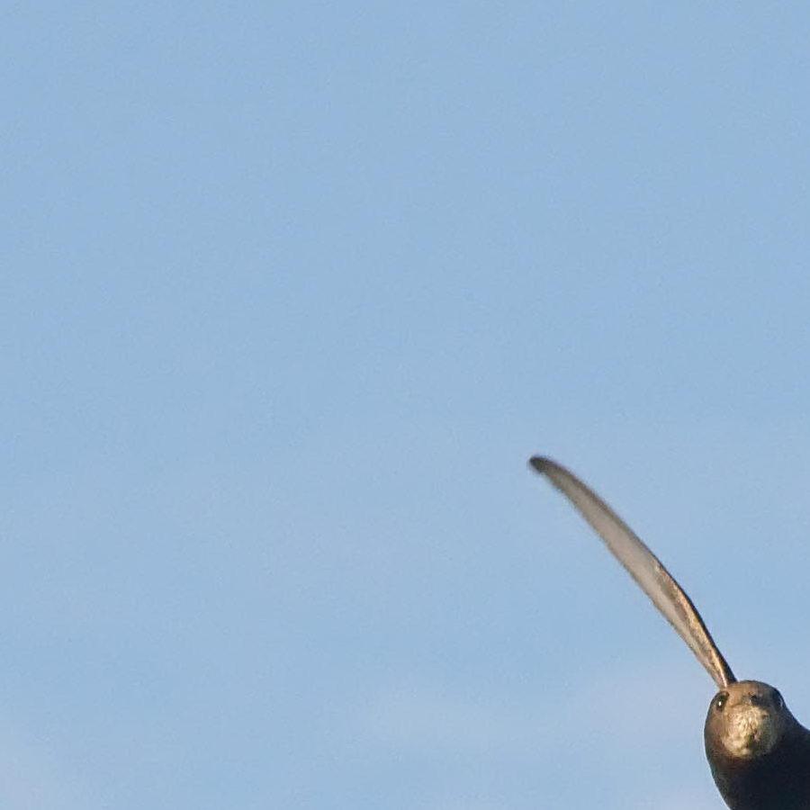 DSC_-2804_DxO.jpg