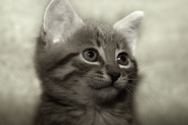 кошко__640x480_.jpg