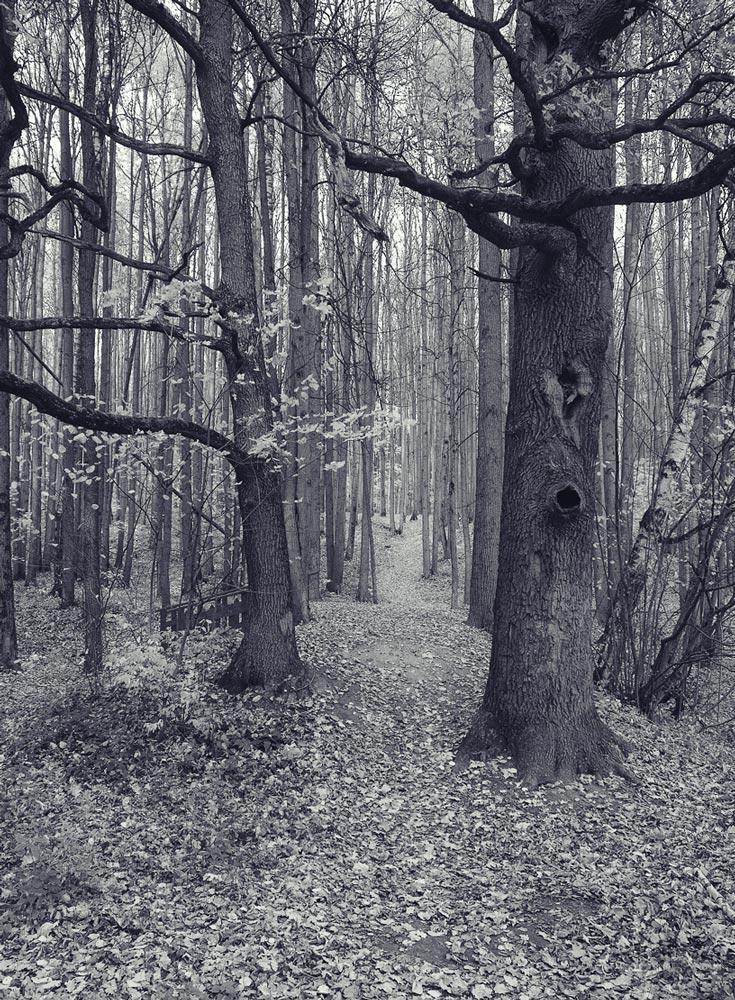 DSC_1880nc.jpg