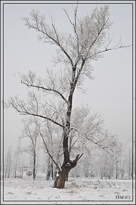 tree_1.jpg