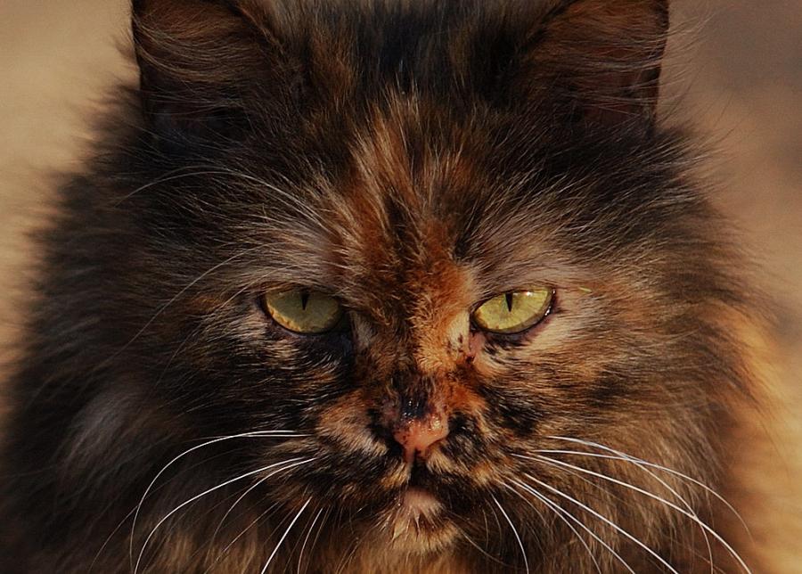 Cat____.jpg