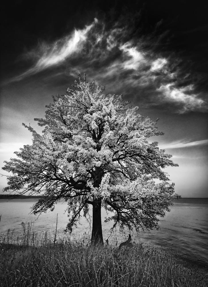 2416_B&W.jpg