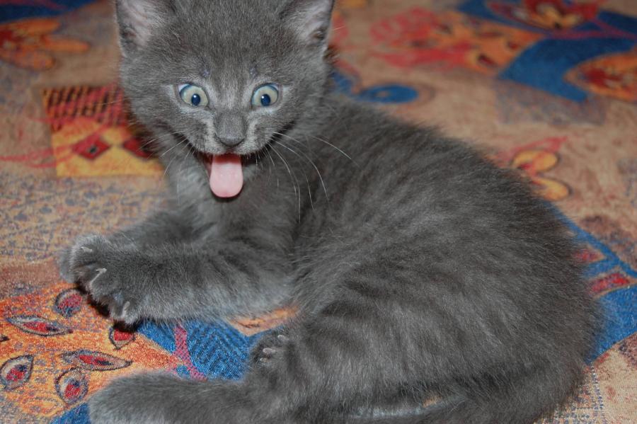 котик_5.jpg