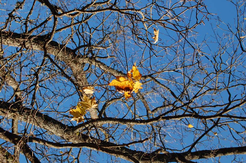 DSC_0084.jpg