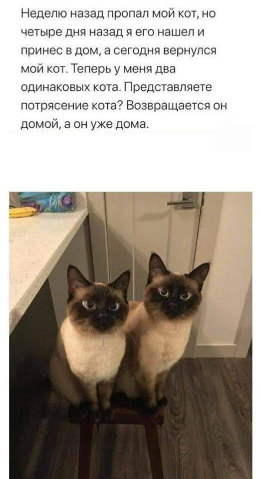 кот.jpg