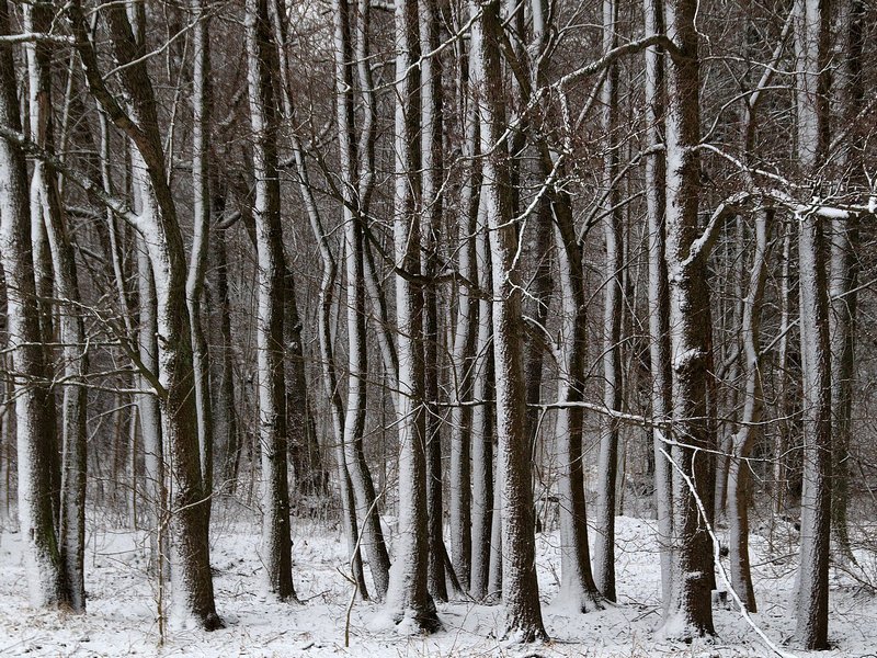 2008Feb01_010_cr.jpg