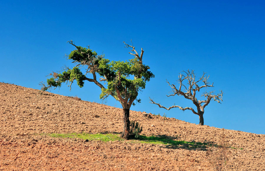 baobab.jpg