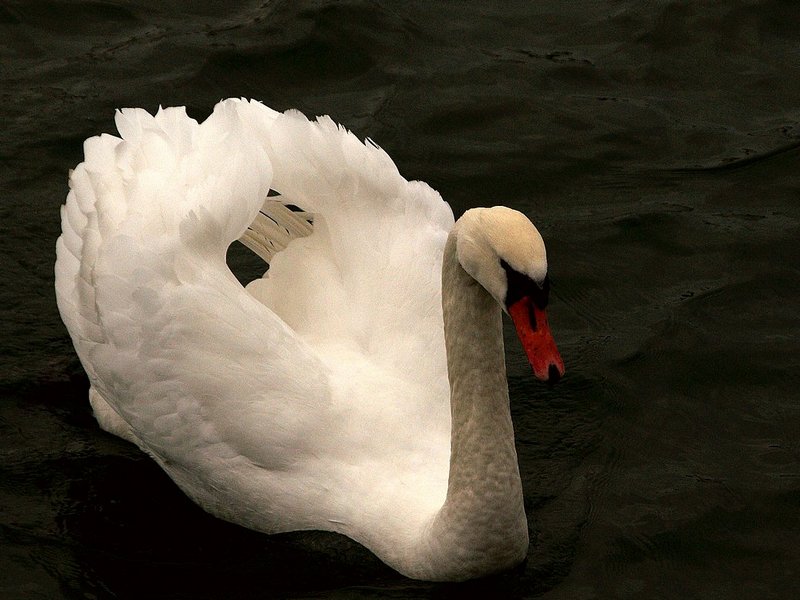 2008Feb04_016_cr.jpg