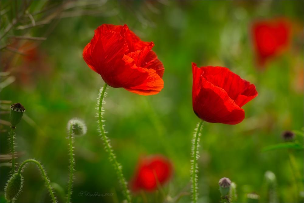 Rojo primaveral.jpg