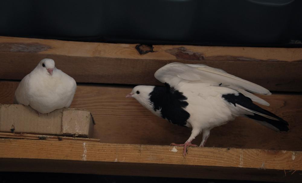 DSC_3752_00002.jpg