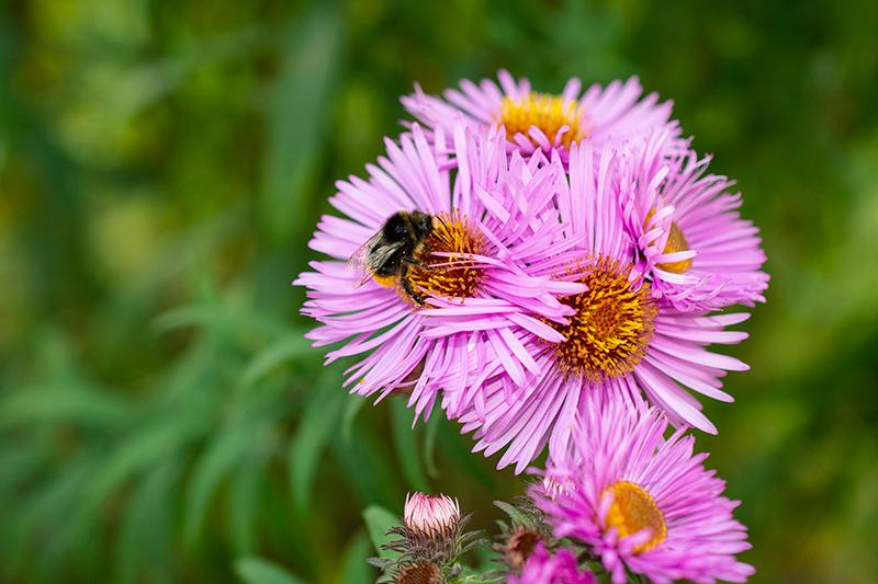 _DSC7631.jpg