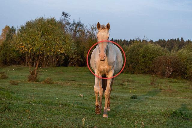 Horse_02.jpg