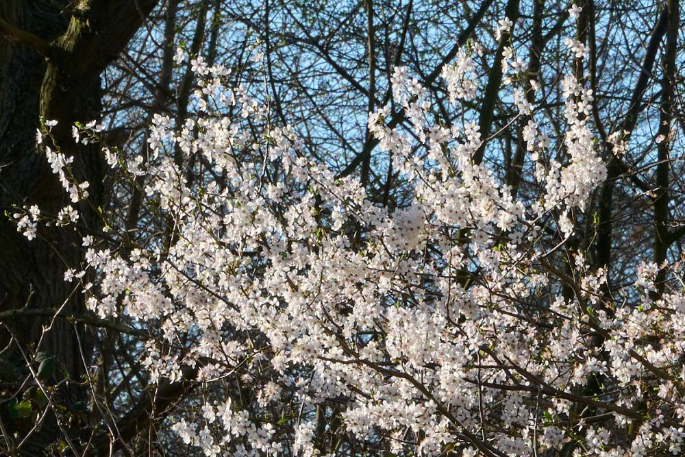 DSC_8743_crop.jpg